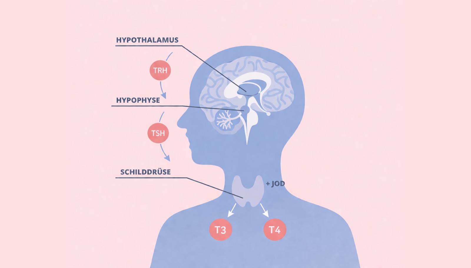 Funktionelle Labordiagnostik: Schilddrüse